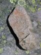 footprint