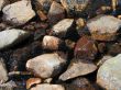 stones in the water