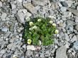 mountain flowers