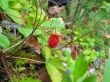 wild strawberry