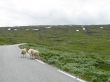 sheep trip