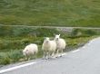 roadside pasture