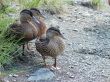 three ducks