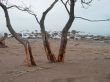three trees