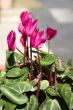 Cyclamen