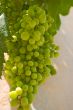 Immature grapes
