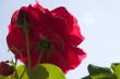 Large red rose