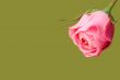 Pink rose