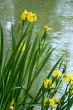Wild yellow iris