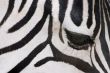 Zebra abstract