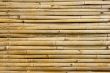 bamboo background