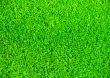 Artificial grass
