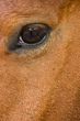 horse eye