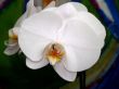 white orchid