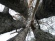 pine trees