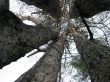 five trees