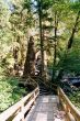forest walking path