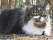 Siberian cat