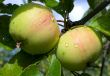 washed apple