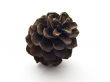 Pine cone