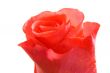 dewed rose