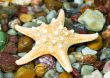 starfish on pebble
