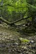 stream