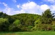 mountain forest