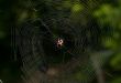 spider`s web