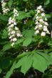 Chestnut flowers