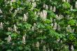Chestnut tree