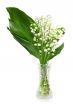 Lilies of the valley