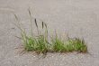 Grass on asphalt