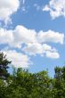 Cloud sky and plant