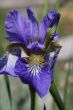 Iris flower