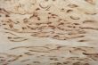 Background from a birch