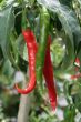 Hot peppers chili at the plants