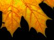 Maple leaf close-up