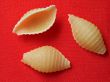 cockle-shell macaroni
