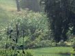 summer rain on corn patch