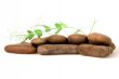 Plant among stones
