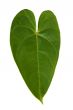 Leaf in the form of heart