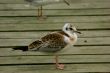 The young seagull
