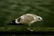 The young seagull