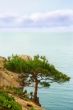 tree on the rock