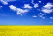 yellow field