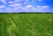 green landscape