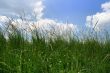 grass and sky