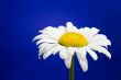 daisy on blue