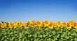 field of sunflowers